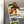 Load image into Gallery viewer, Johnson C. Smith University Golden Bulls Magnet - Crafted from Cherry or Maple Wood - JCSU Golden Bulls
