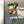 Load image into Gallery viewer, Tarleton State University Spirit Mark Magnet - Crafted from Cherry or Maple Wood - Tarleton State Texans
