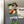 Load image into Gallery viewer, East Carolina University Jolly Roger Magnet - Crafted from Cherry or Maple Wood - ECU Pirates
