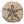 Load image into Gallery viewer, Sand Dollar Wooden Coaster - Crafted from Cherry or Maple Wood

