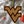 Load image into Gallery viewer, West Virginia University Flying WV Ornament – Crafted from Cherry and Maple Wood – West Virginia Mountaineers
