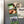 Load image into Gallery viewer, University of South Carolina Block C Gamecock on State Magnet - Crafted from Cherry or Maple Wood - USC Gamecocks
