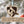 Load image into Gallery viewer, Johns Hopkins University Blue Jay Shield Ornament – Crafted from Cherry and Maple Wood – Johns Hopkins Blue Jays
