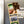 Load image into Gallery viewer, University of Houston UH Magnet - Crafted from Cherry or Maple Wood - Houston Cougars
