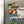 Load image into Gallery viewer, Winston Salem State University Rams Magnet - Crafted from Cherry or Maple Wood - Winston Salem State University Rams
