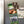 Load image into Gallery viewer, University of Houston UH Magnet - Crafted from Cherry or Maple Wood - Houston Cougars
