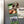 Load image into Gallery viewer, Saint Augustine's University Falcons Magnet - Crafted from Cherry or Maple Wood - SAU Falcons
