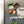 Load image into Gallery viewer, Boise State University Broncos Magnet - Crafted from Cherry or Maple Wood - Boise State Broncos
