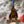 Load image into Gallery viewer, Duke Blue Devils Gothic Logo Ornament – Crafted from Cherry and Maple Wood – Duke University
