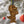 Load image into Gallery viewer, Marquette University Iggy Ornament – Crafted from Cherry and Maple Wood – Marquette Golden Eagles
