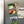 Load image into Gallery viewer, Marquette University Iggy Magnet - Crafted from Cherry or Maple Wood - Marquette Golden Eagles
