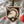 Load image into Gallery viewer, West Point University Army Shield Ornament – Crafted from Cherry and Maple Wood – West Point Black Knights
