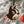 Load image into Gallery viewer, Wofford College Terriers Ornament – Crafted from Cherry and Maple Wood – Wofford Terriers
