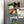Load image into Gallery viewer, University of Michigan Magnet - Crafted from Cherry or Maple Wood
