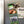 Load image into Gallery viewer, Elizabeth City State University Vikings Magnet - Crafted from Cherry or Maple Wood - ESCU Vikings
